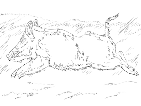 Running Wild Boar Coloring Page